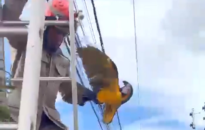 Guarantã do Norte: Arara ferida é resgatada em rede de alta tensão