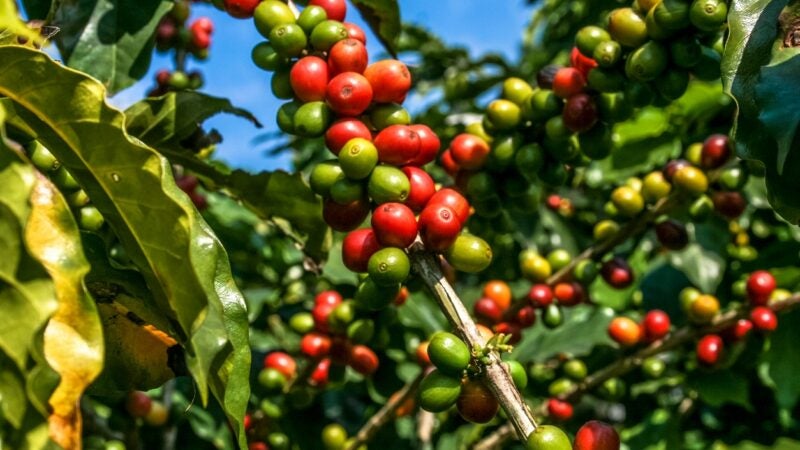 Algoritmos ajudam a tornar preciso o Manejo Integrado de Pragas