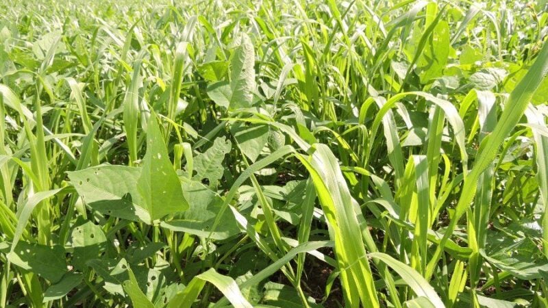 Curso on-line ensina sobre uso de consórcio de capim com feijão-caupi
