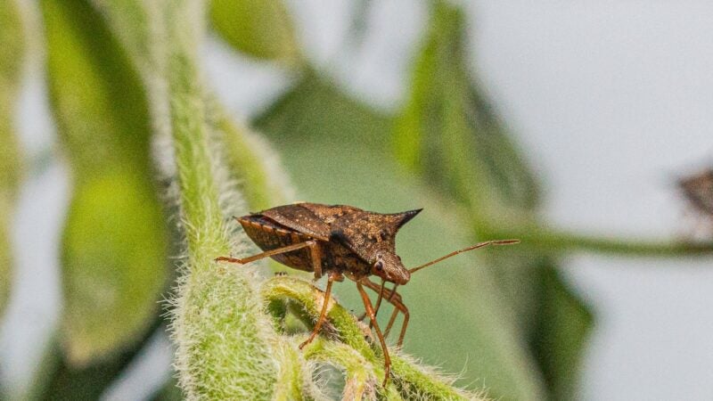 Como combater o inimigo invisível que causa danos irreversíveis à soja