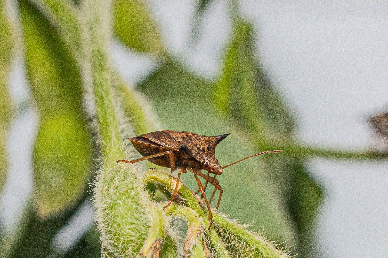 Como combater o inimigo invisível que causa danos irreversíveis à soja