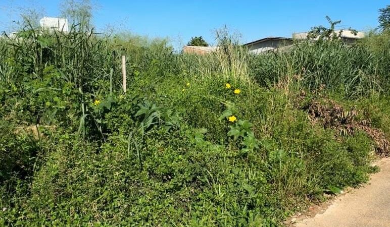 Multas Pesadas para Terrenos Sujos em Matupá: Evite Prejuízos