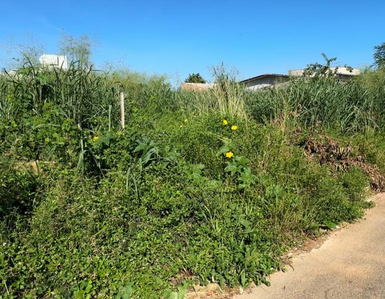 Multas Pesadas para Terrenos Sujos em Matupá: Evite Prejuízos