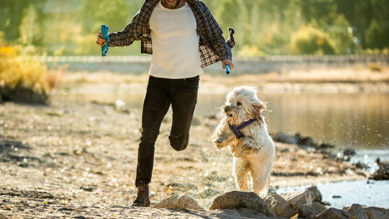 Como identificar sinais de estresse nos pets