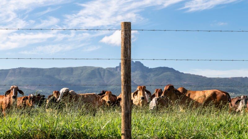 Belgo Arames apresenta soluções eficazes para cercamento no Show Rural Coopavel 2025