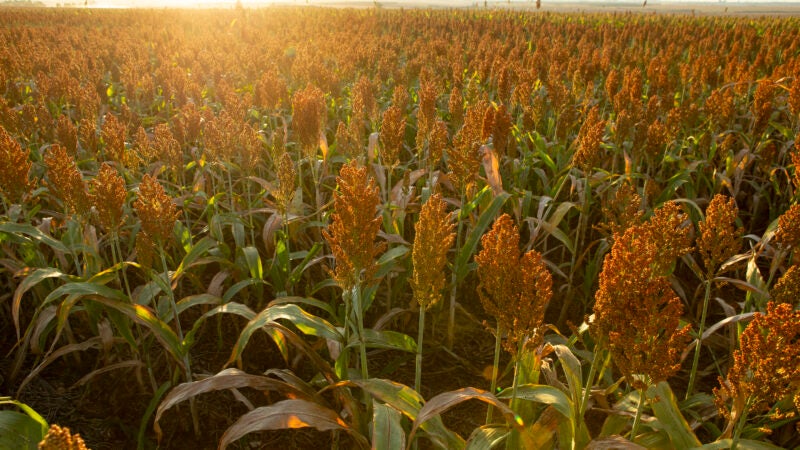 Sorgo igrowth é opção rentável para a cobertura de solo na reforma do canavial