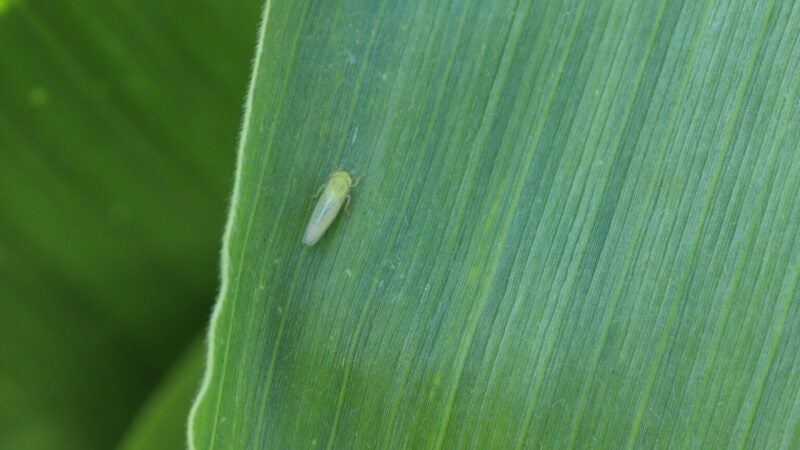 Cigarrinha-do-milho continua a desafiar produtores e reforça a necessidade de manejo