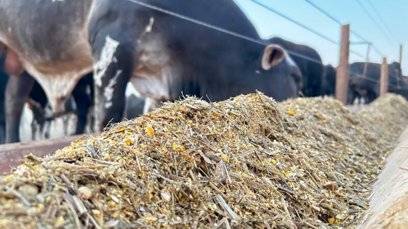 Gestão de desperdícios na pecuária: tecnologia acessível para aumentar a lucratividade no campo