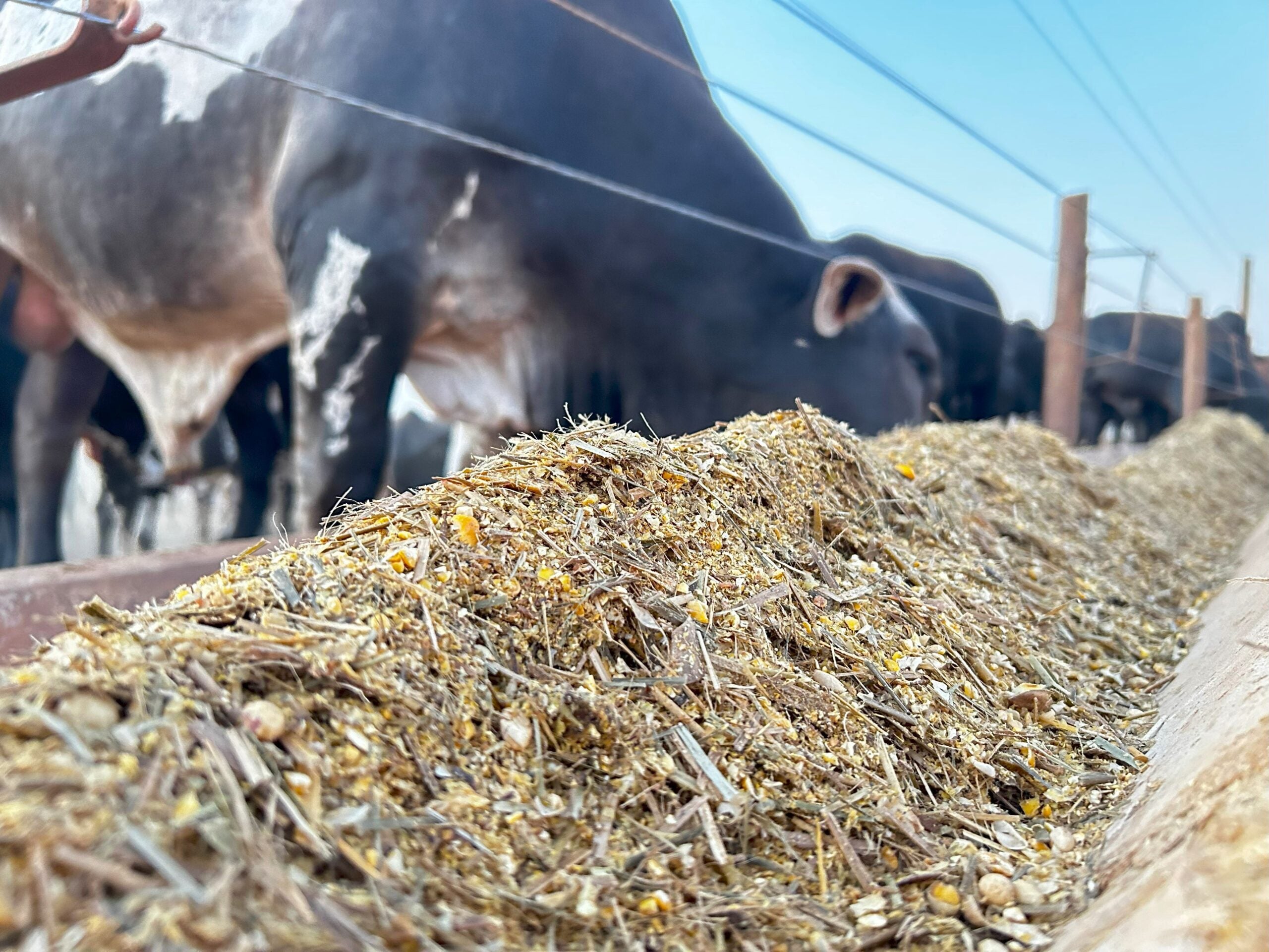 Gestão de desperdícios na pecuária: tecnologia acessível para aumentar a lucratividade no campo