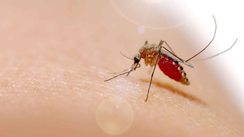 Mato Grosso enfrenta alta nos casos de chikungunya e lidera índice de dor crônica no Brasil