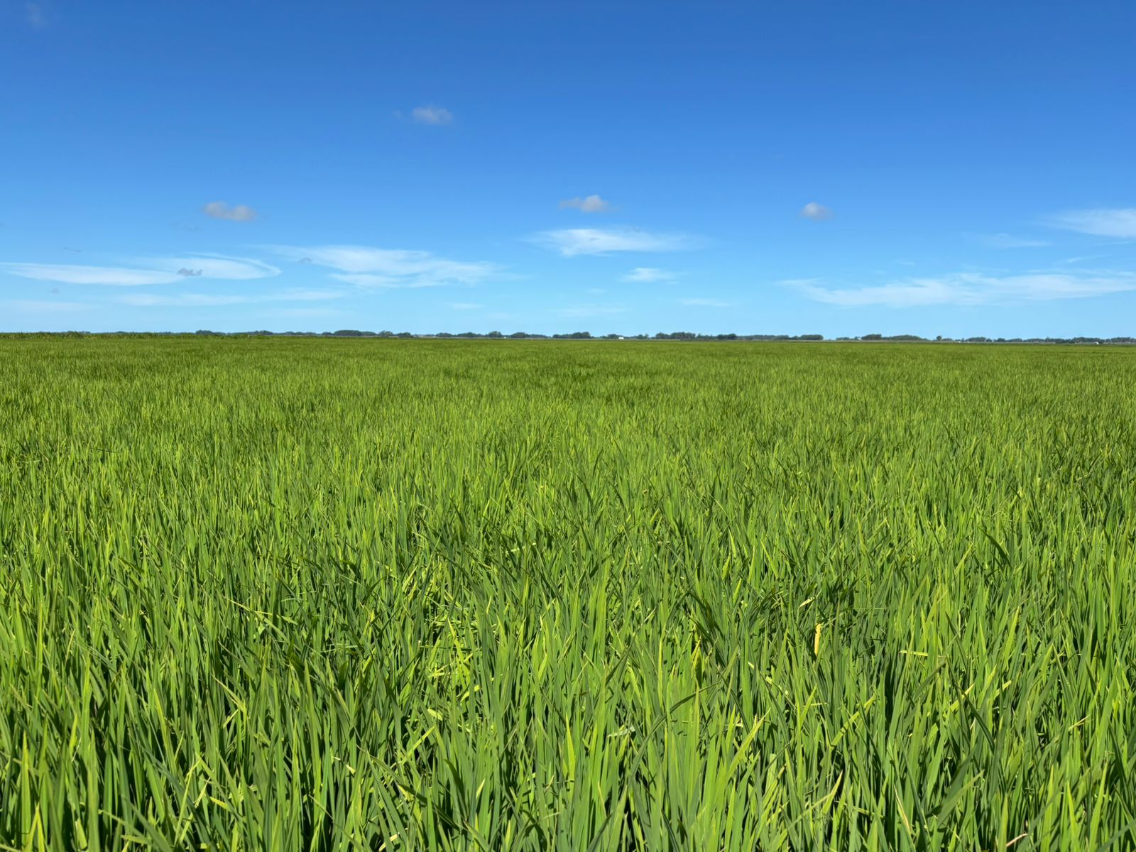 RiceTec lança novo híbrido na 35ª Abertura da Colheita do Arroz