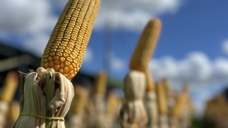 Com desafios, safrinha deste ano precisa de manejo estratégico