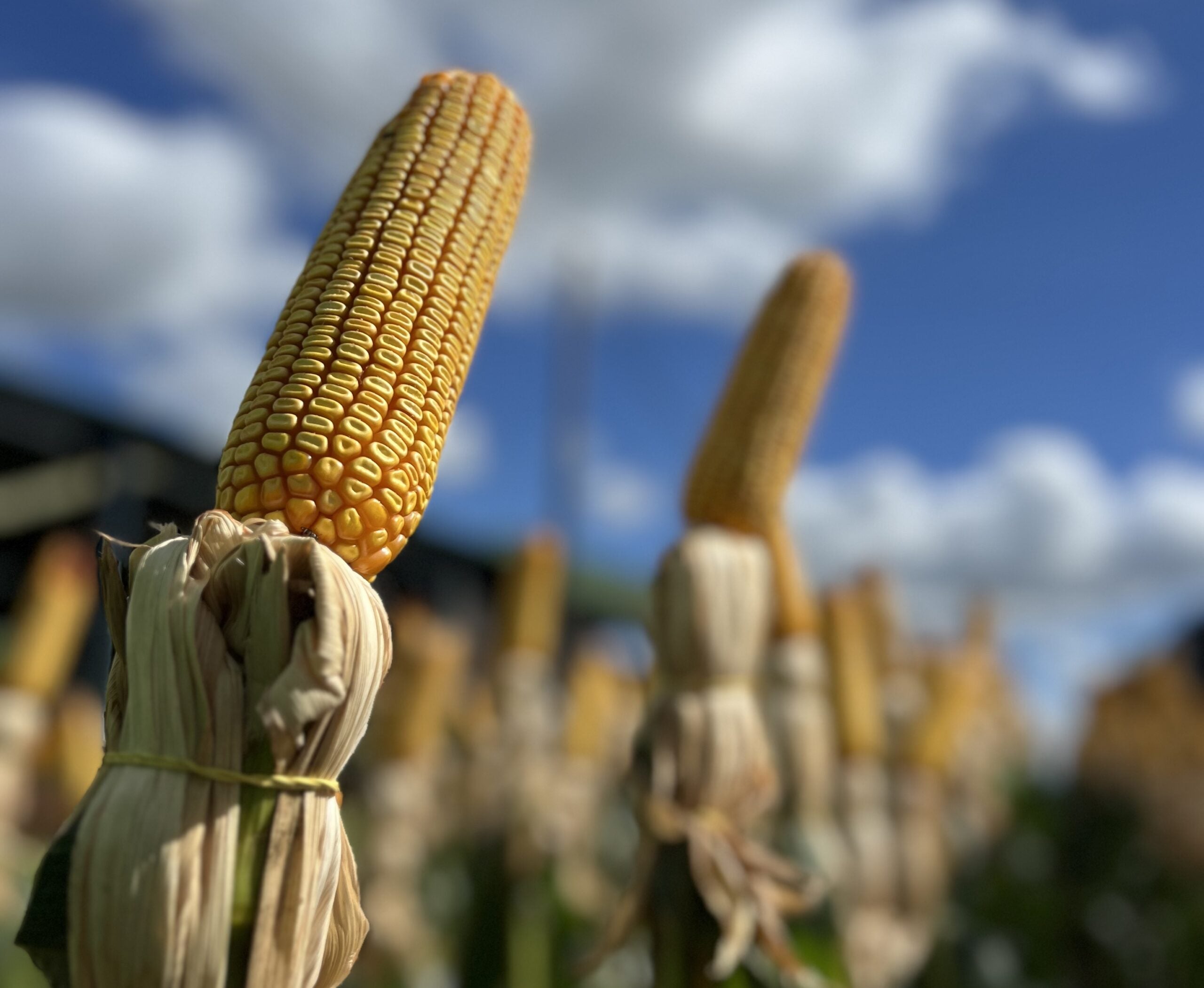 Com desafios, safrinha deste ano precisa de manejo estratégico