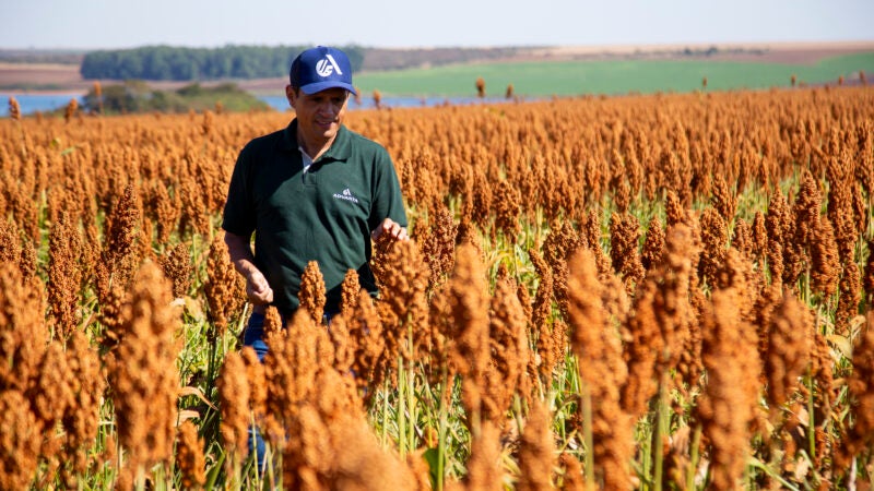 Sorgo tem potencial para ser muito mais que um “plano B” na estratégia dos produtores