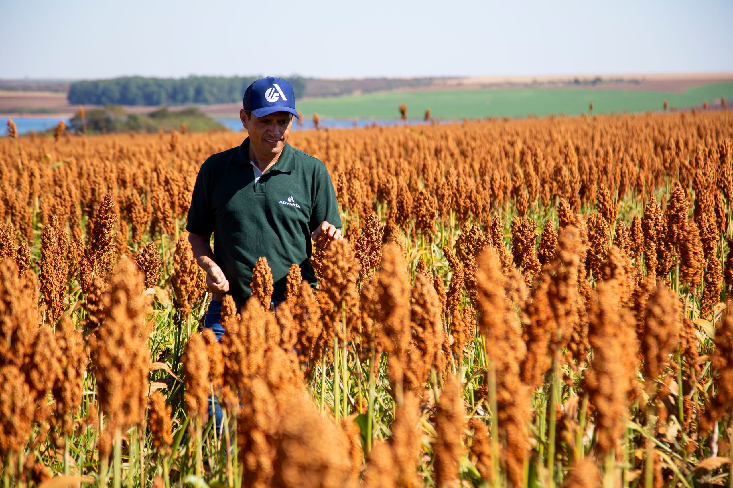 Sorgo tem potencial para ser muito mais que um “plano B” na estratégia dos produtores