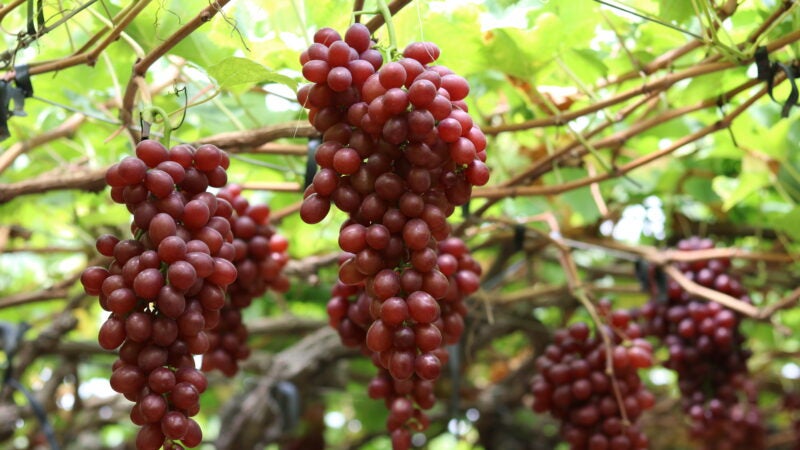 Doçura das uvas garante mais renda ao produtor