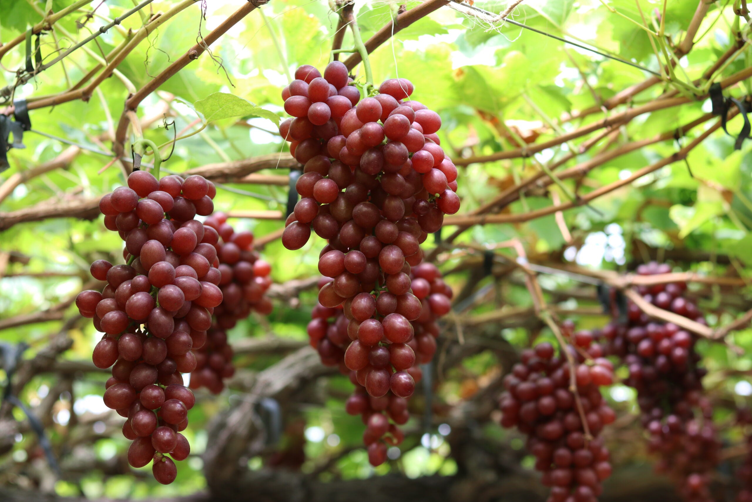 Doçura das uvas garante mais renda ao produtor