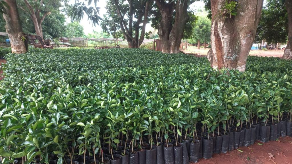Governo de MT distribui 170 mil mudas cítricas para pequenos produtores de 47 municípios