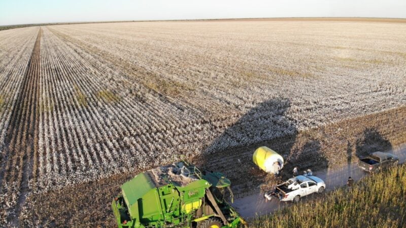 Cultivo de algodão enfrenta oscilações que podem comprometer a qualidade