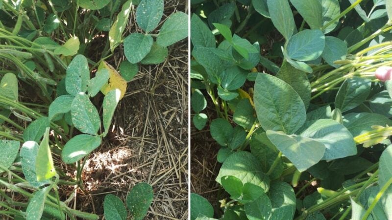 Bacillus é aliado das plantas na resistência contra doenças foliares