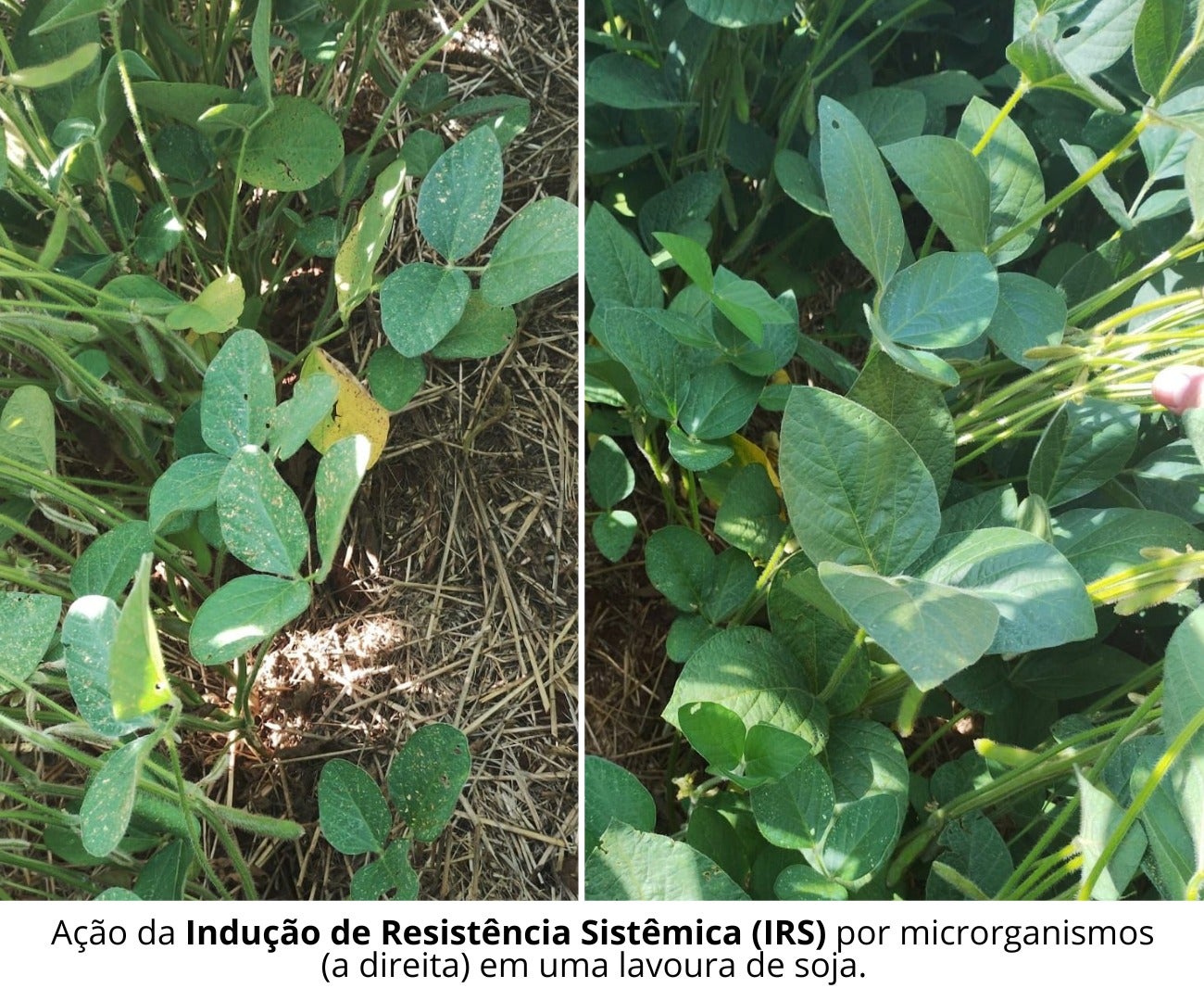 Bacillus é aliado das plantas na resistência contra doenças foliares