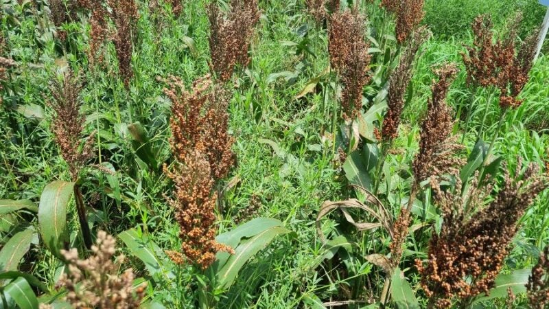 Fim da janela ideal para milho abre possibilidade para uso de consórcios forrageiros