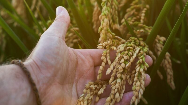 Cultivo de arroz na região Centro-Oeste gaúcha tem boas expectativas