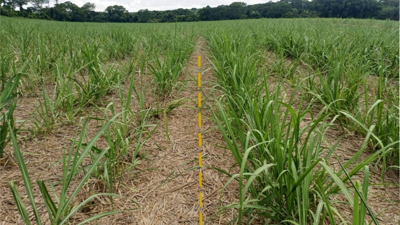 Termoregulador fortalece o canavial durante período de estresse hídrico