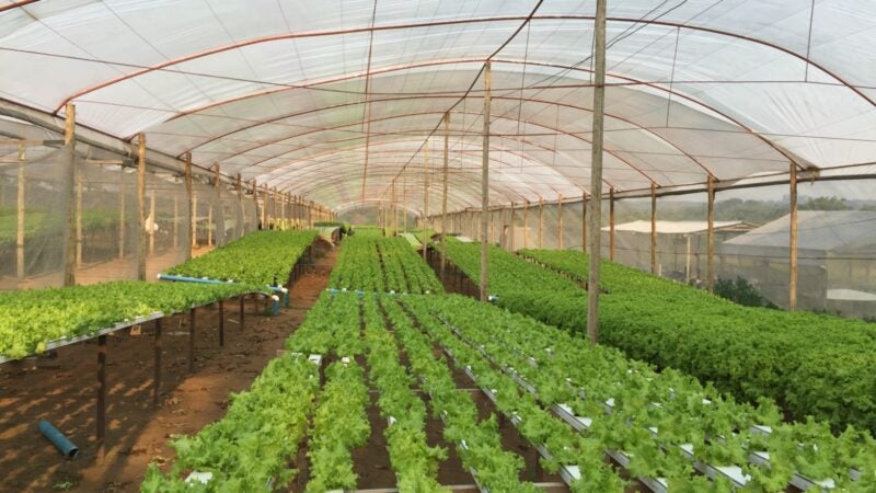 Filme certo para a estufa pode potencializar a produção