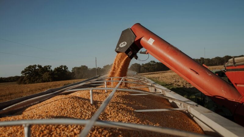 Últimos dias para os agricultores se inscreverem no Concurso de Produtividade no Milho Inverno 2025