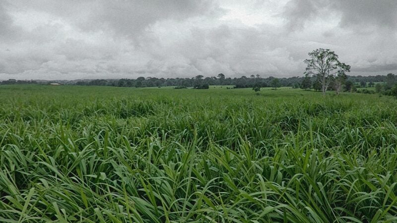 Manejo e tecnologia ajudam a reduzir custos para o pecuarista e preservar pastagens