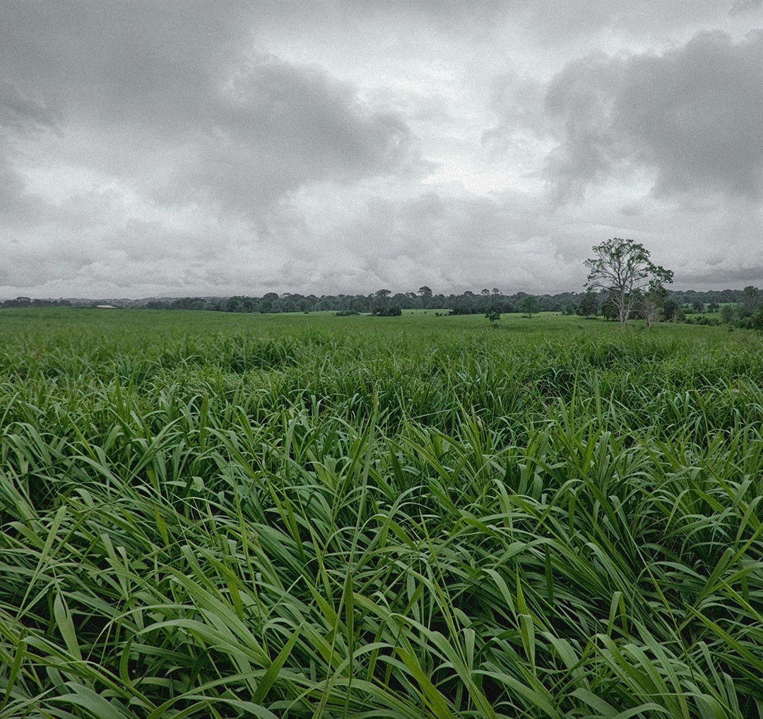 Manejo e tecnologia ajudam a reduzir custos para o pecuarista e preservar pastagens