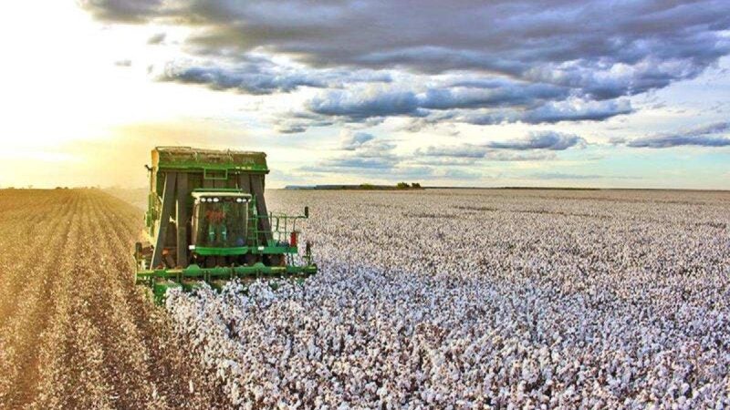 Soluções de alto desempenho para o algodão são destaques no Cotton Day