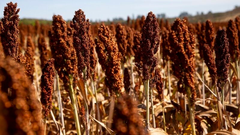 Produção de etanol, a partir do sorgo, ganha força no Brasil