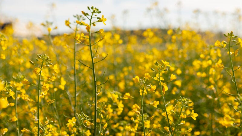 Com semente 100% produzida no Brasil, cultivo de canola pode decolar como biocombustível ao setor aéreo