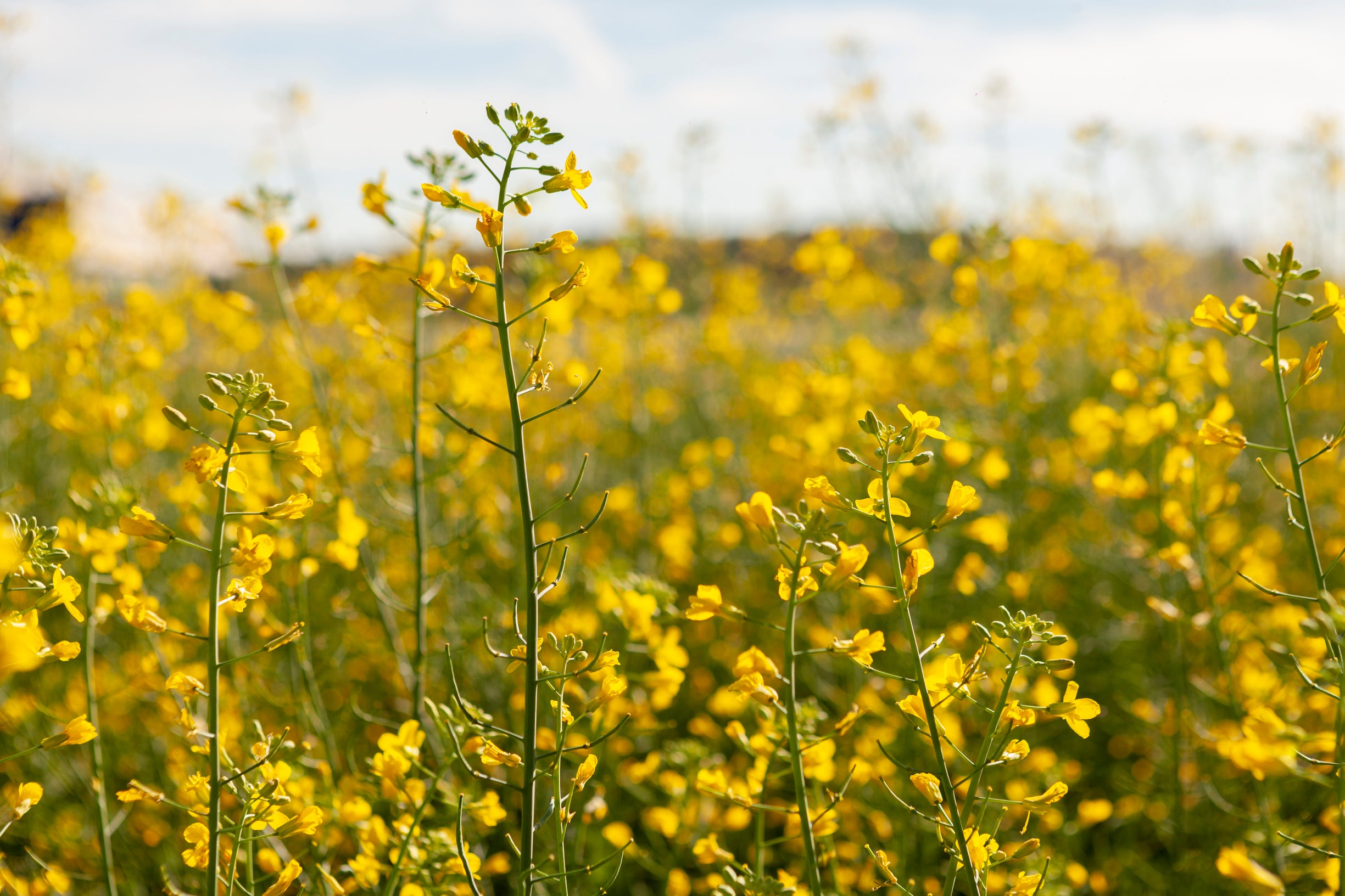 Com semente 100% produzida no Brasil, cultivo de canola pode decolar como biocombustível ao setor aéreo