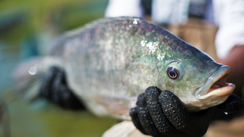 Vacinas autógenas e soluções nutricionais naturais são destaques da Phibro na Aquishow Brasil 2025