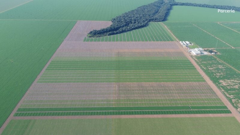 Fatores climáticos associados à escolha de cultivares foram diferenciais para resultados na soja