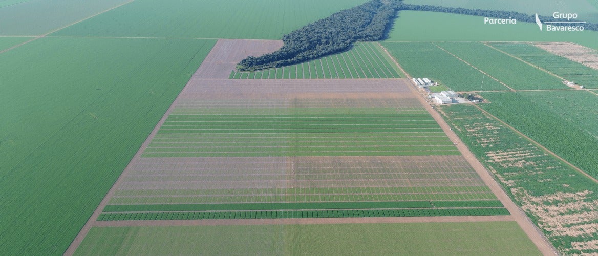 Fatores climáticos associados à escolha de cultivares foram diferenciais para resultados na soja