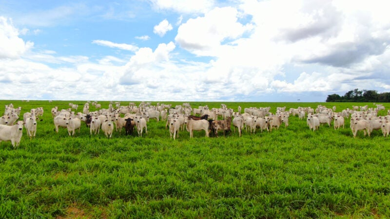 Mato Grosso recebe certificação de zona livre de aftosa sem vacinação em cerimônia em Paris