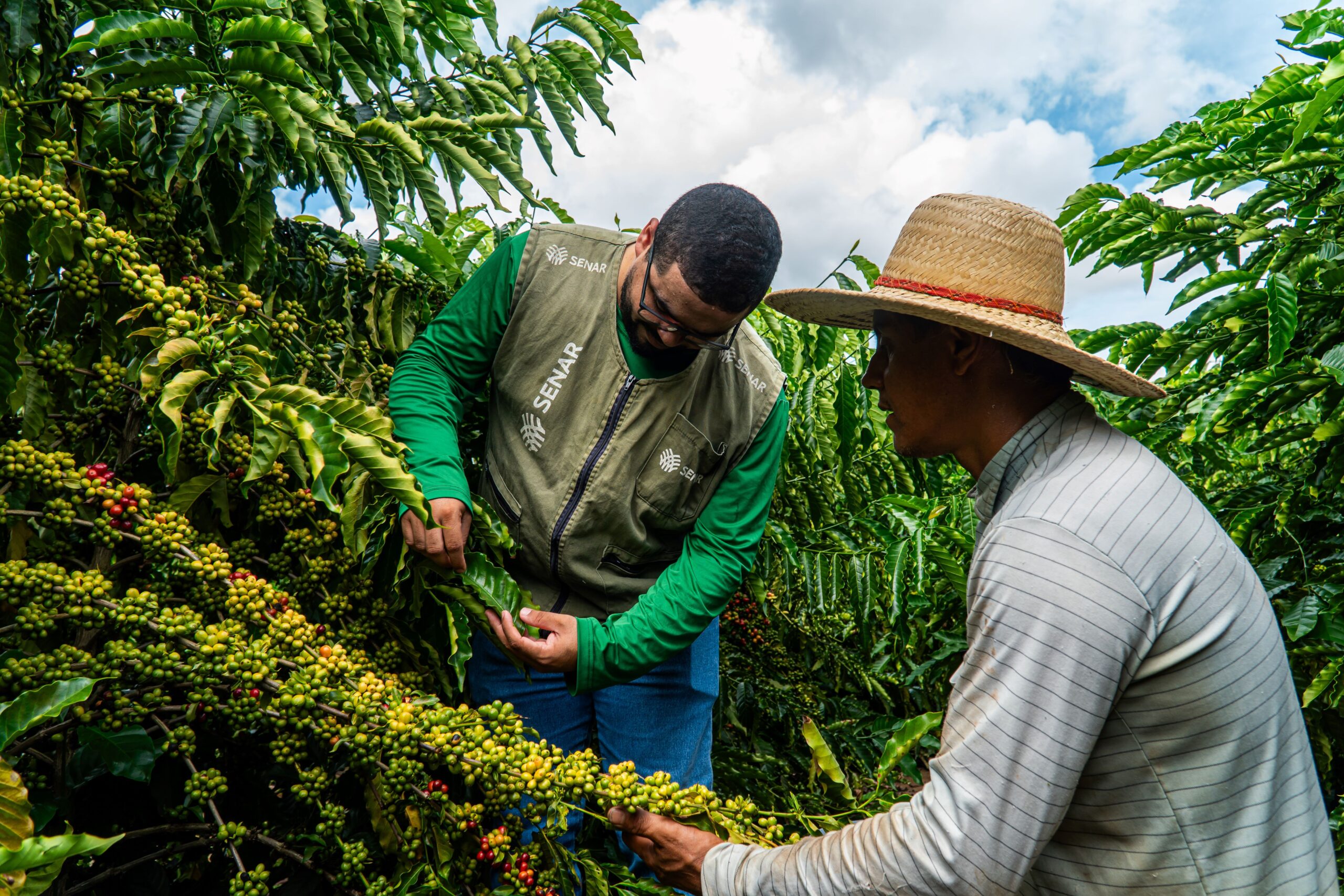 Com apoio do Senar/MT, cafeicultores de Juína melhoram produção e enxergam novos caminhos no campo