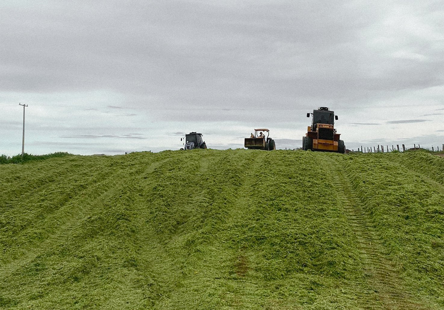 Alta produtividade do rebanho precisa de silagem de qualidade