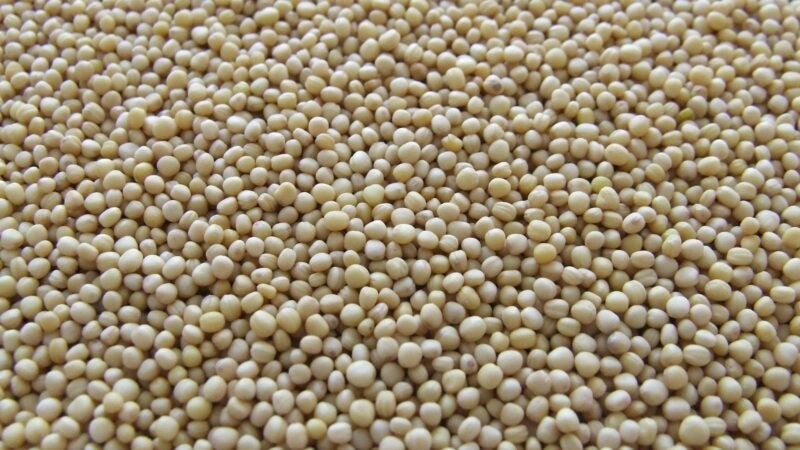 Saiba sobre os avanços e desafios no controle de doenças da soja