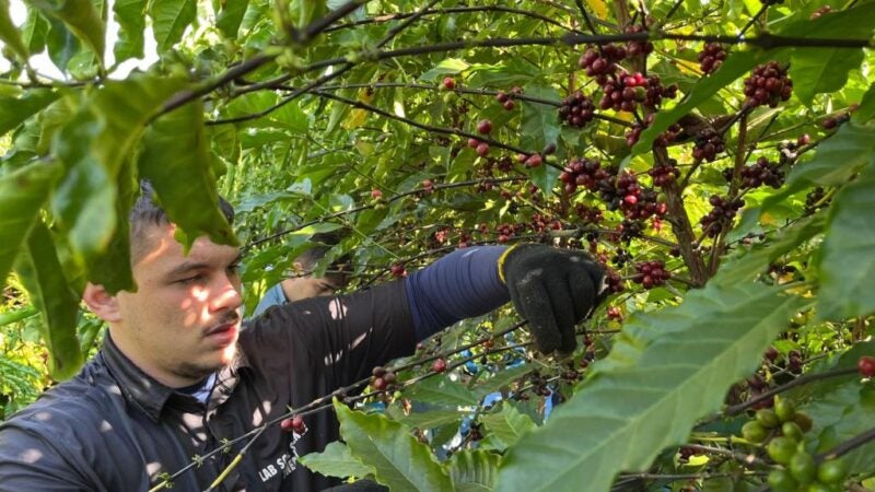 Validação de novos clones aponta caminhos para a produção de cafés especiais em MT