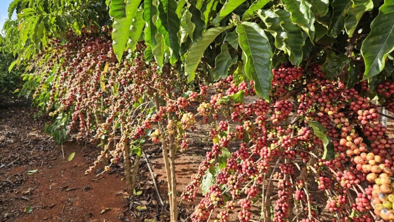 Distribuição de mudas e fomento às novas tecnologias impulsionam a agricultura familiar em MT