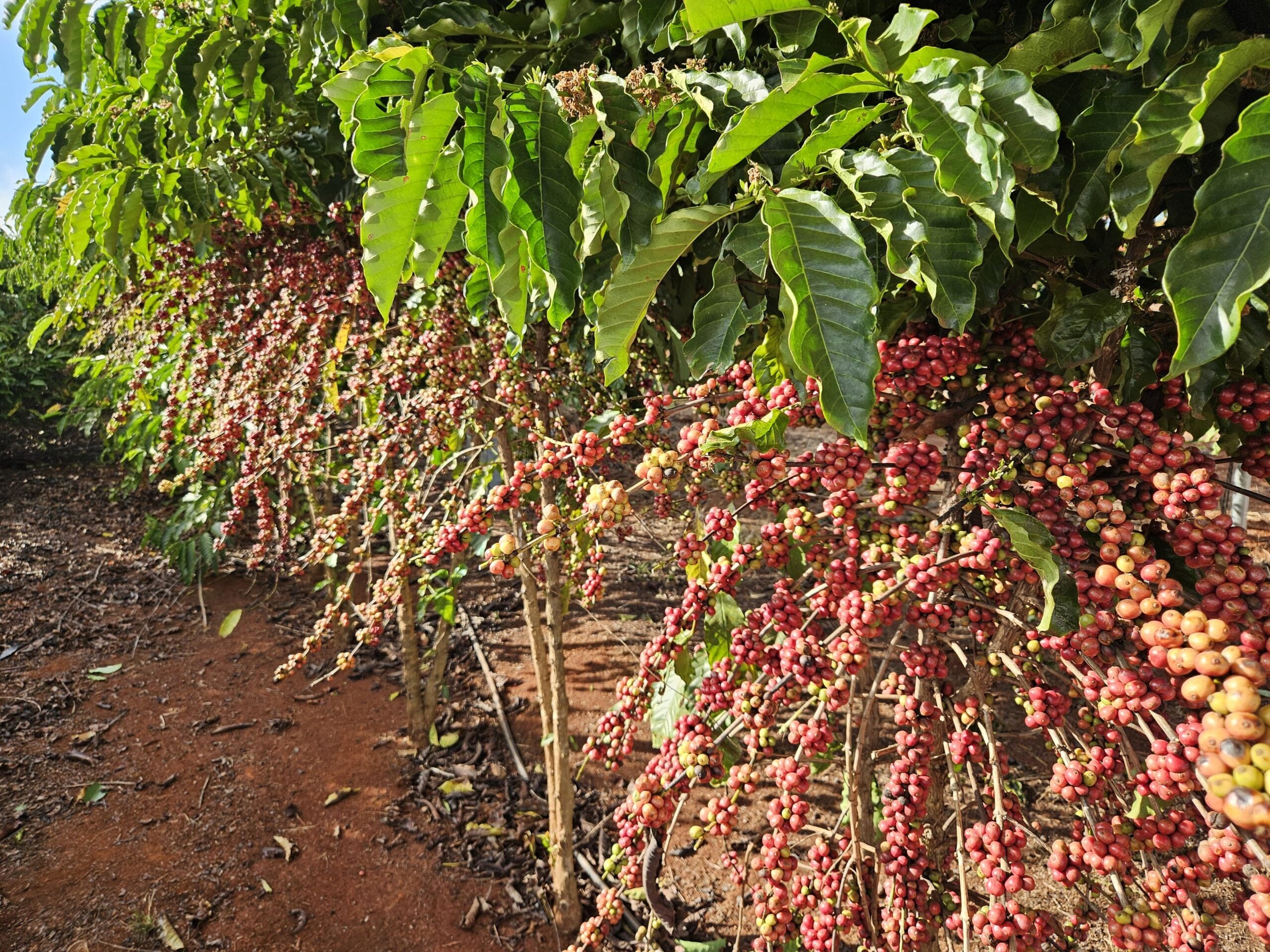 Distribuição de mudas e fomento às novas tecnologias impulsionam a agricultura familiar em MT