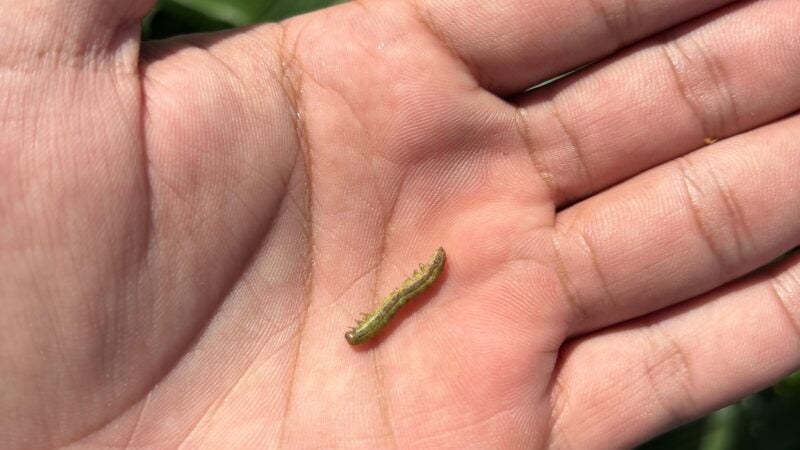 Lagartas invencíveis: as pragas que podem dizimar até 60% da lavoura antes da colheita