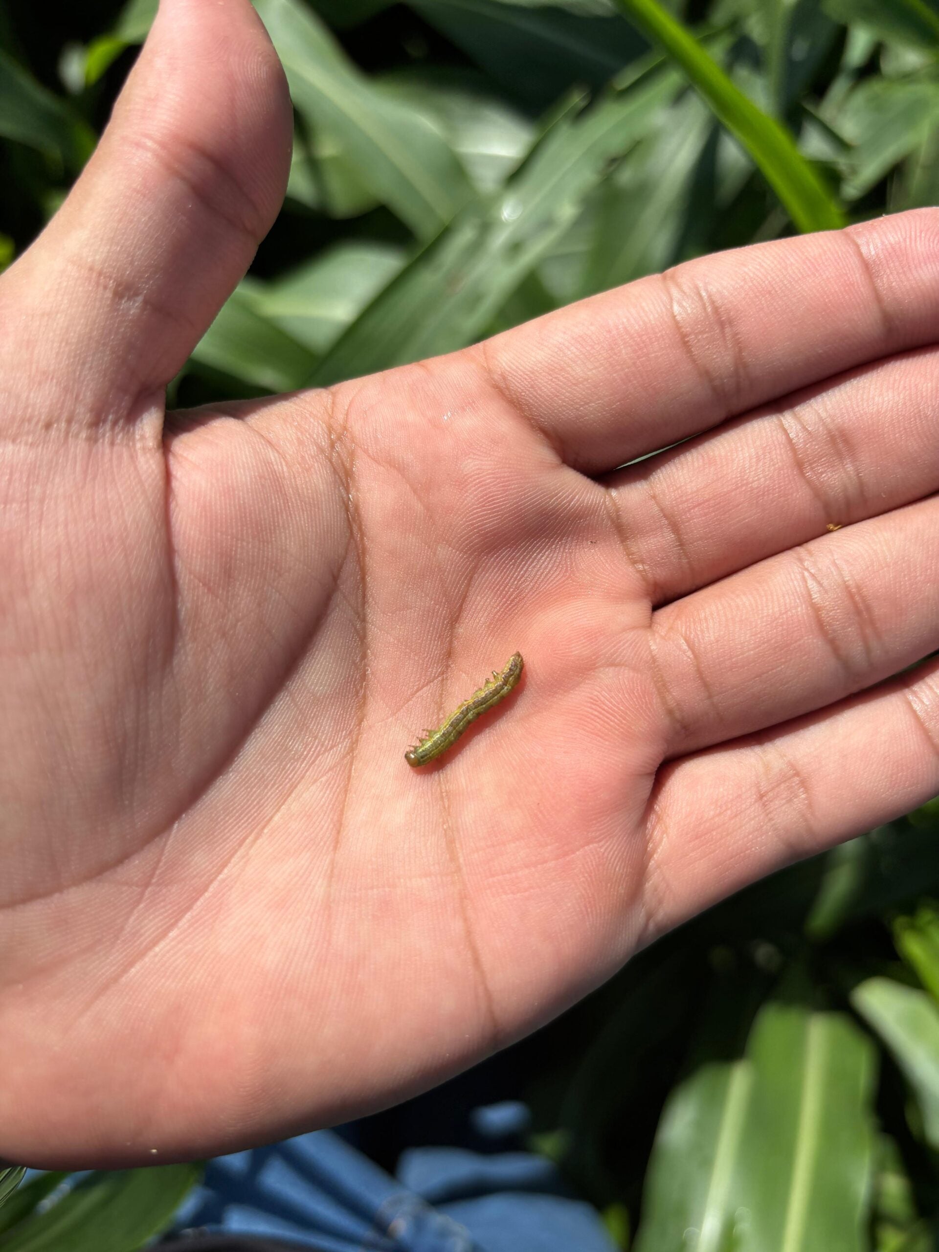 Lagartas invencíveis: as pragas que podem dizimar até 60% da lavoura antes da colheita