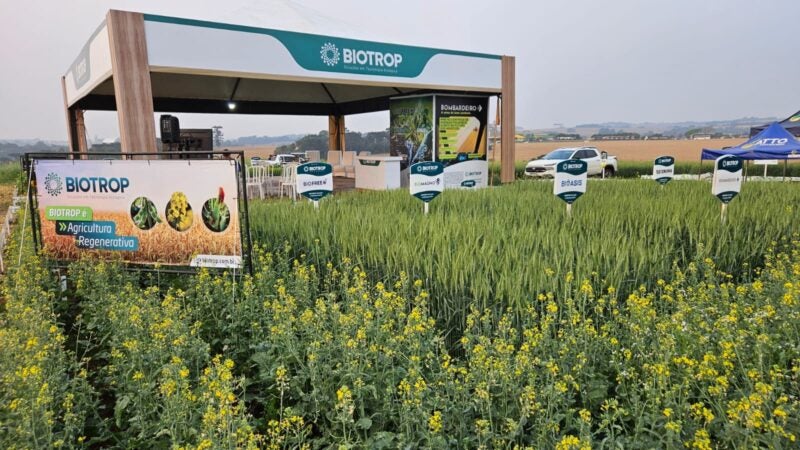 Cultivo de canola cresce no Sul e insumos biológicos impulsionam produtividade