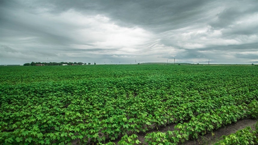 Capim-amargoso: um dos maiores desafios